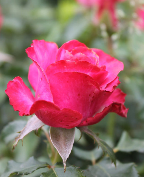 File:Volksgarten Wien Rosa 'Barockstadt St. Pölten' 3.jpg ...