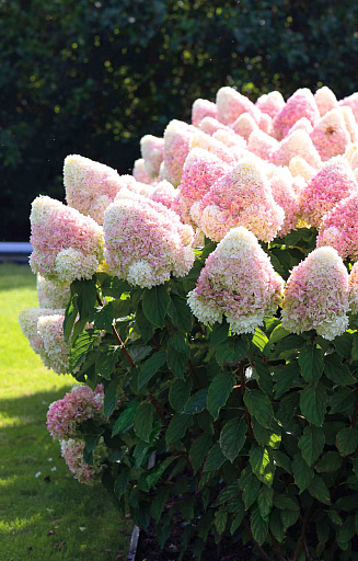 Гортензия метельчатая Саммер Сноу (Hydrangea Summer Snow ...