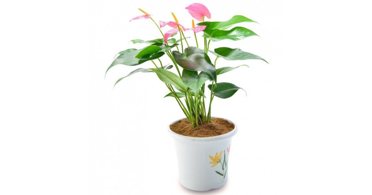 Антуриум Лилли Ред (Anthurium Lilli Red) D9см - купить в Exotica