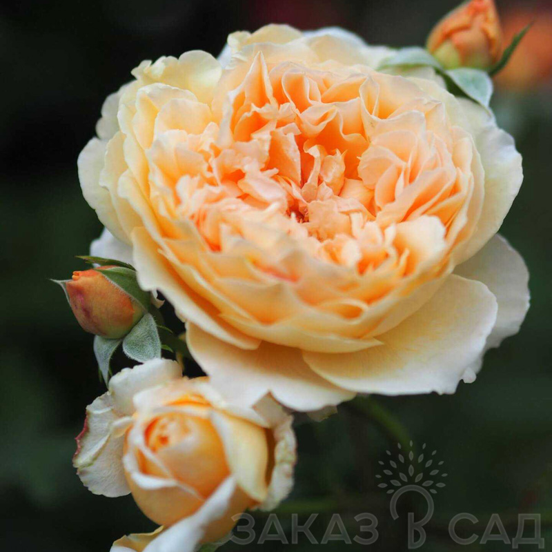 Роза 'Crown Princess Margareta' (Краун Принцесса Маргарет)