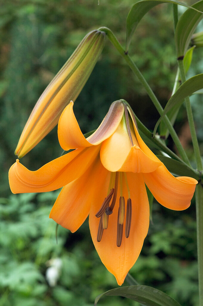 Lilium Trumpet African Queen