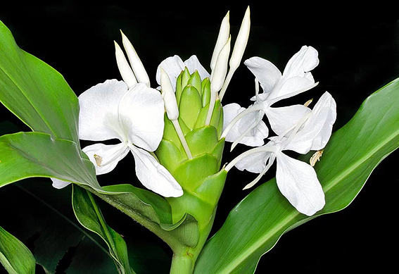 Hedychium coronarium ...