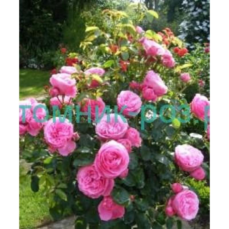 Rose ‚Leonardo da Vinci' — Роза ...