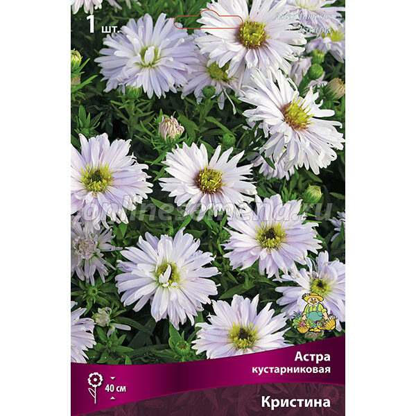 aster dumosus ...