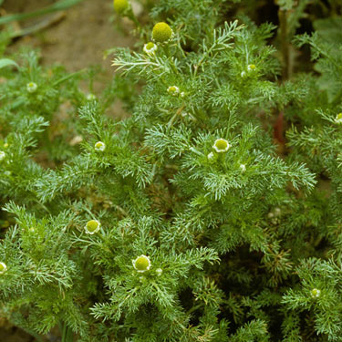 Ромашка пахучая (Matricaria Discoidea)