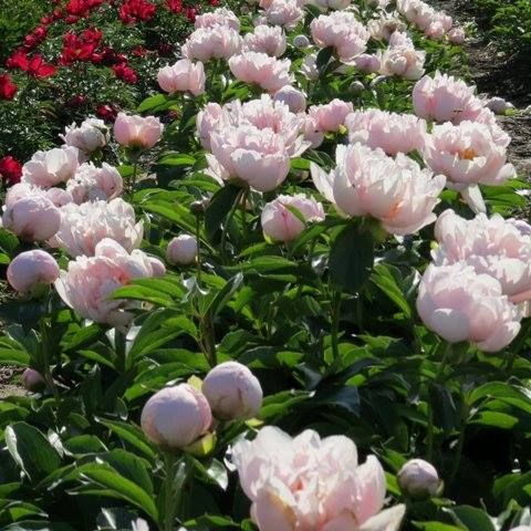 Пион Paeonia Pastelorama