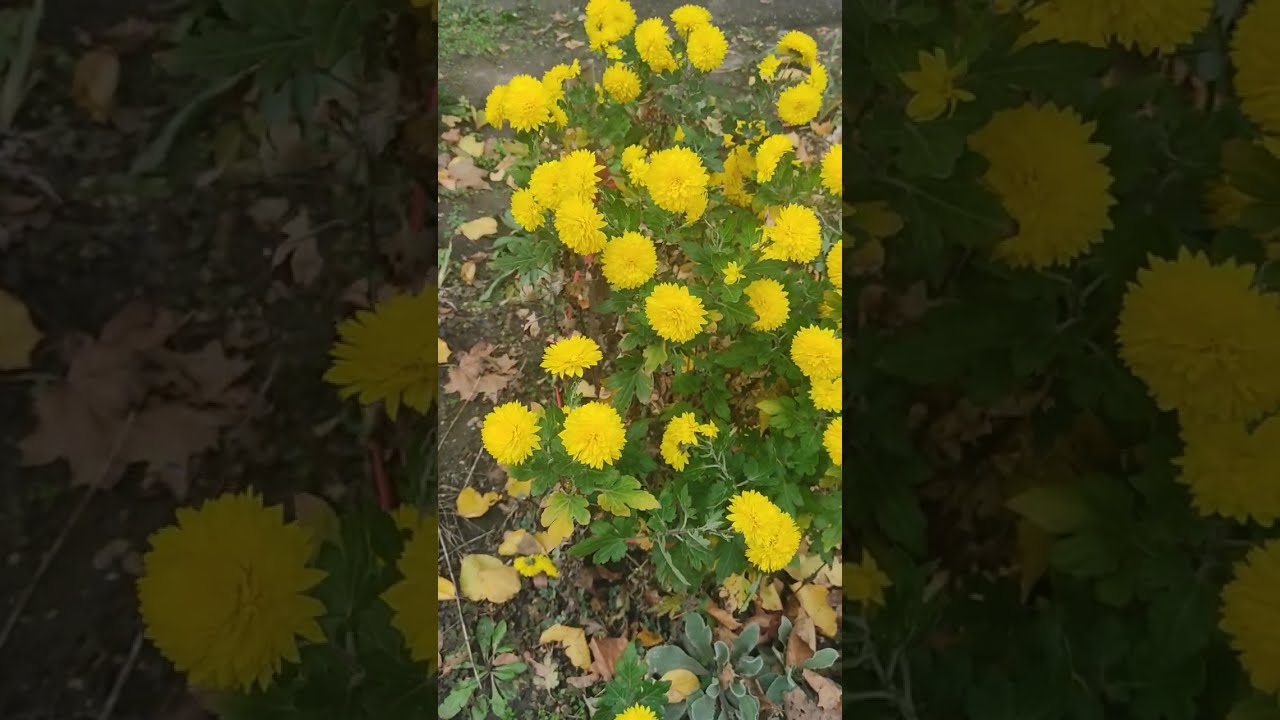 Желтые цветы на старом коричневом деревянном фоне.Осенние ...