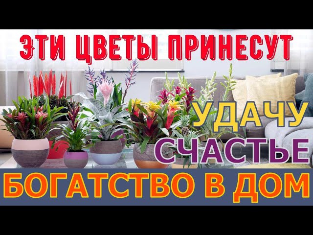 Комнатное Цветоводство | Facebook