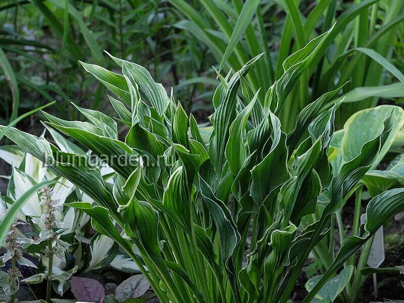 Hosta 'Hands Up' - Sienna Hosta