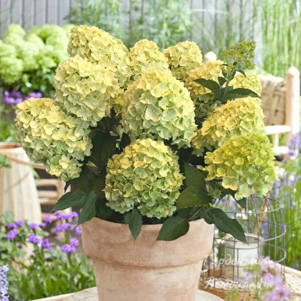 Hydrangea pan.Little Rosy-Гортензия ...