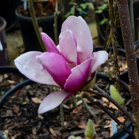 Magnolia Grandiflora | Lux Garden