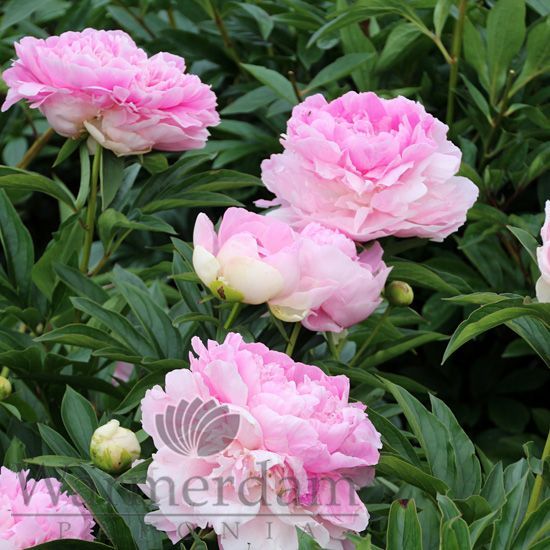 20+ Pink Giant Aster Peony Flower Seeds ... - Amazon.com