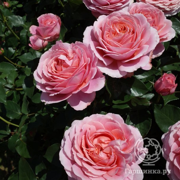 Antique Rose Emporium | NURSERY - FLOWERS/PLANTS/TREES/GIFTS ...