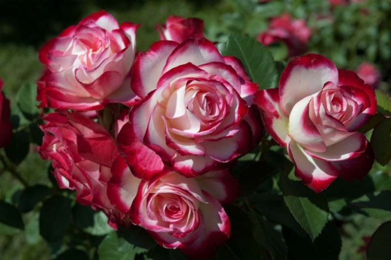 The Double Knock Out® Rose Plant with Vibrant Cherry Red ...