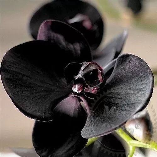 Новая Заря Орхидея в черном (Orchid in black) Женский ...