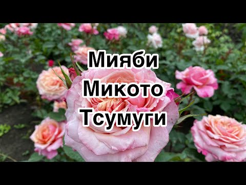 Принцесса Микото — Розы у Веры