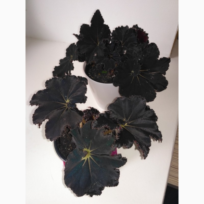 Begonia 