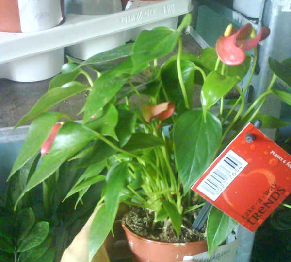 Антуриум (Anthurium) 