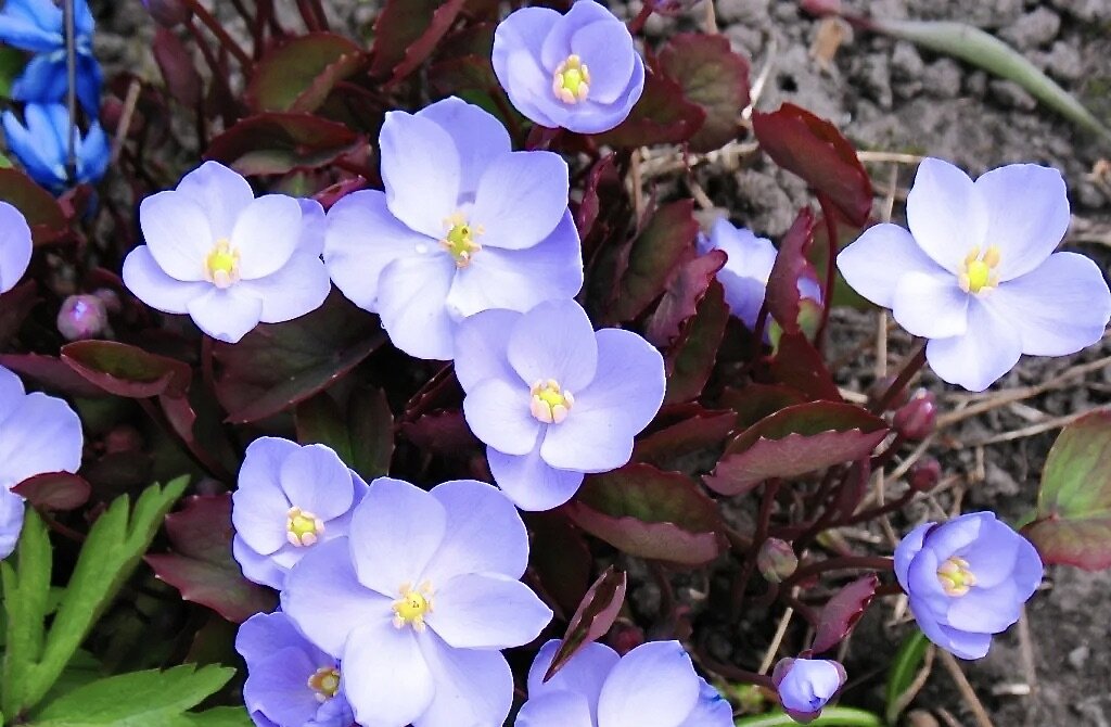 Герань величественная или пышная, Geranium х magnificum