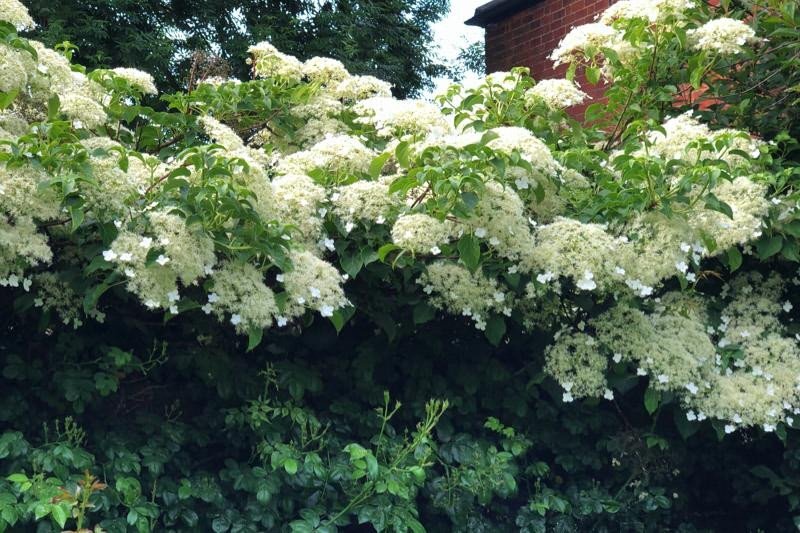 Купить Гортензия черешковая Hydrangea petiolaris - в ...