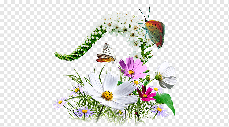 Цветы - Каталог - Butterfly-Flower.ru