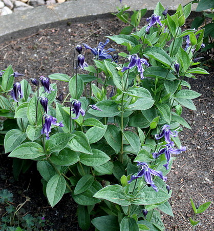 Clematis integrifolia ...