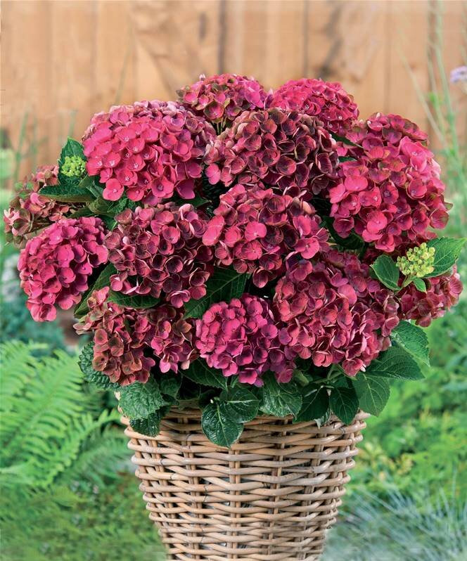 Гортензия крупнолистная сорт “Перфекшн” – Hydrangea ...