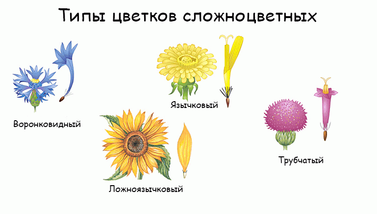 10 растений, цветущих в июне — Новини України та світу