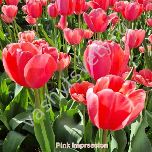 Tulip (tulipa 'pink Impression') by ...