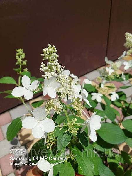 Hydrangea paniculata ...