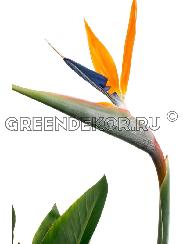 Стрелиция королевская Strelitzia reginae 40/12 — комнатное ...