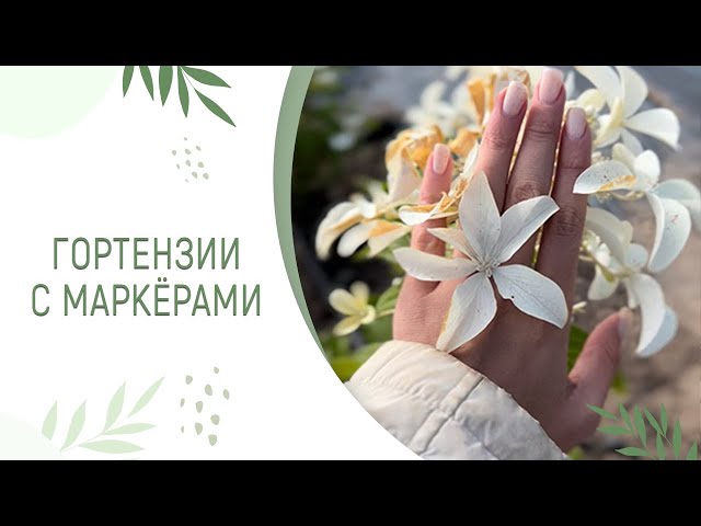 Гортензия метельчатая Пастель Грин​ Ренколор заказать с ...