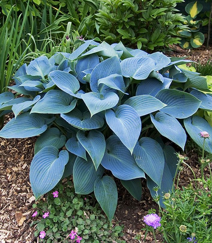 Hosta Canadian Blue | Passiflora.ru - Сервис коллективных заказов