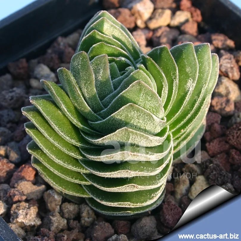 Крассула Храм Будды (Crassula Buddha's Temple) – купить в ...