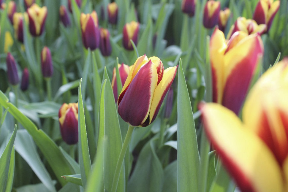 Tulipa 'Gavota' - Pheasant Acre Plants