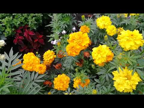 Цветы бархатцы (лат. Tagetes) на клумбе. Стоковое фото ...