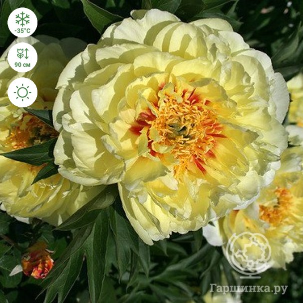 Пионы Пион Бартзелла (Paeonia itoh 'Bartzella') купить по ...