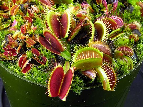 Дионея, венерина мухоловка Dionaea - уход, фото.