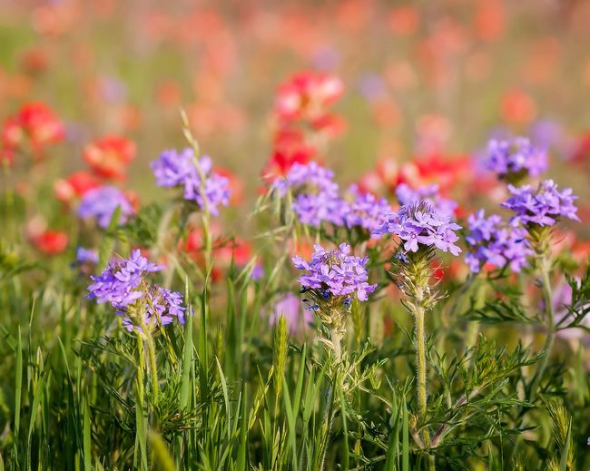 Verbena BONARIENSIS (Вербена): купить 5 семян c доставкой ...