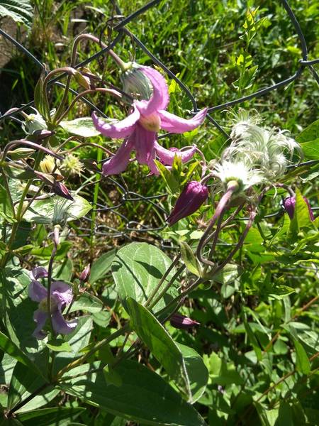 Купить Клематис Ашва Clematis Ashva - в питомнике Флорини