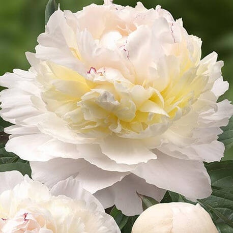 Paeonia lactiflora 'Avalanche' Garden Peony | Garden Center ...