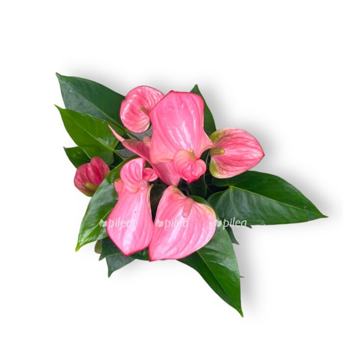 Anthurium andreanum White Champion T9, Flamingoblume White ...