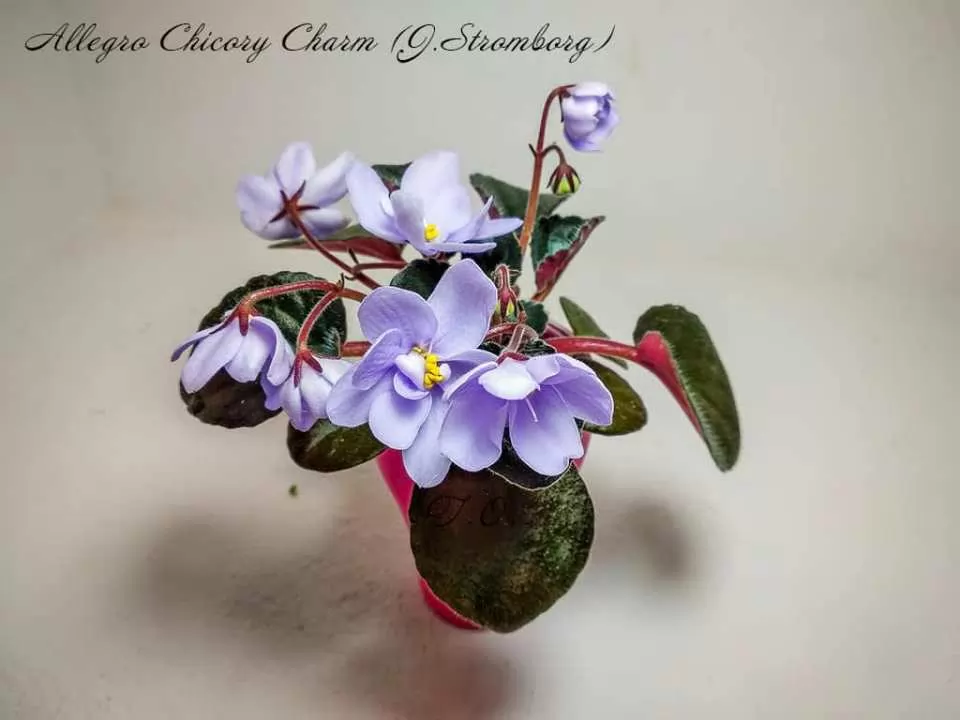 Фиалка Allegro Chicory Charm (J. Stromborg) Купить в ⁕ Mobids ...