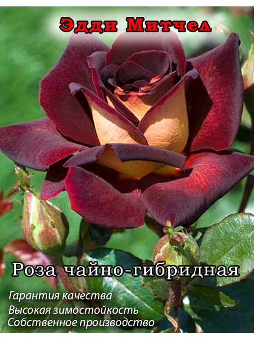 102 РОЗЫ. 🌹Эдди Митчелл. Чайно ...