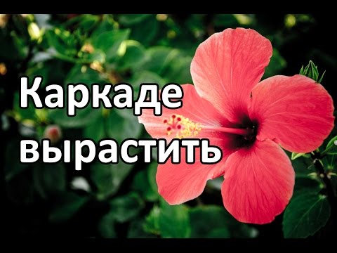 Чай каркаде: полезные свойства, дарованные природой