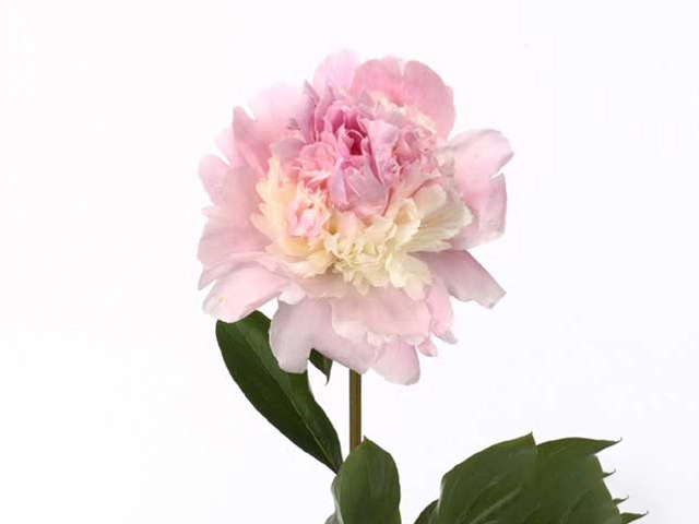 Peony 'Angel Cheeks' – Large, Full Pink Flowers with Sublime ...