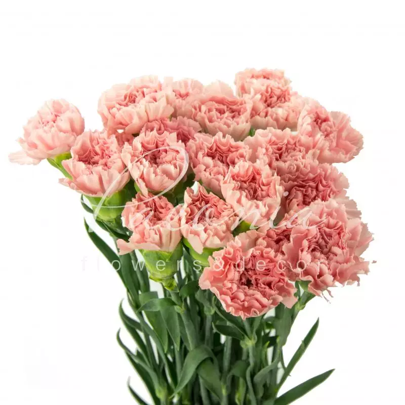 Buy Carnation wholesale in Dubai | Gulf Flowers