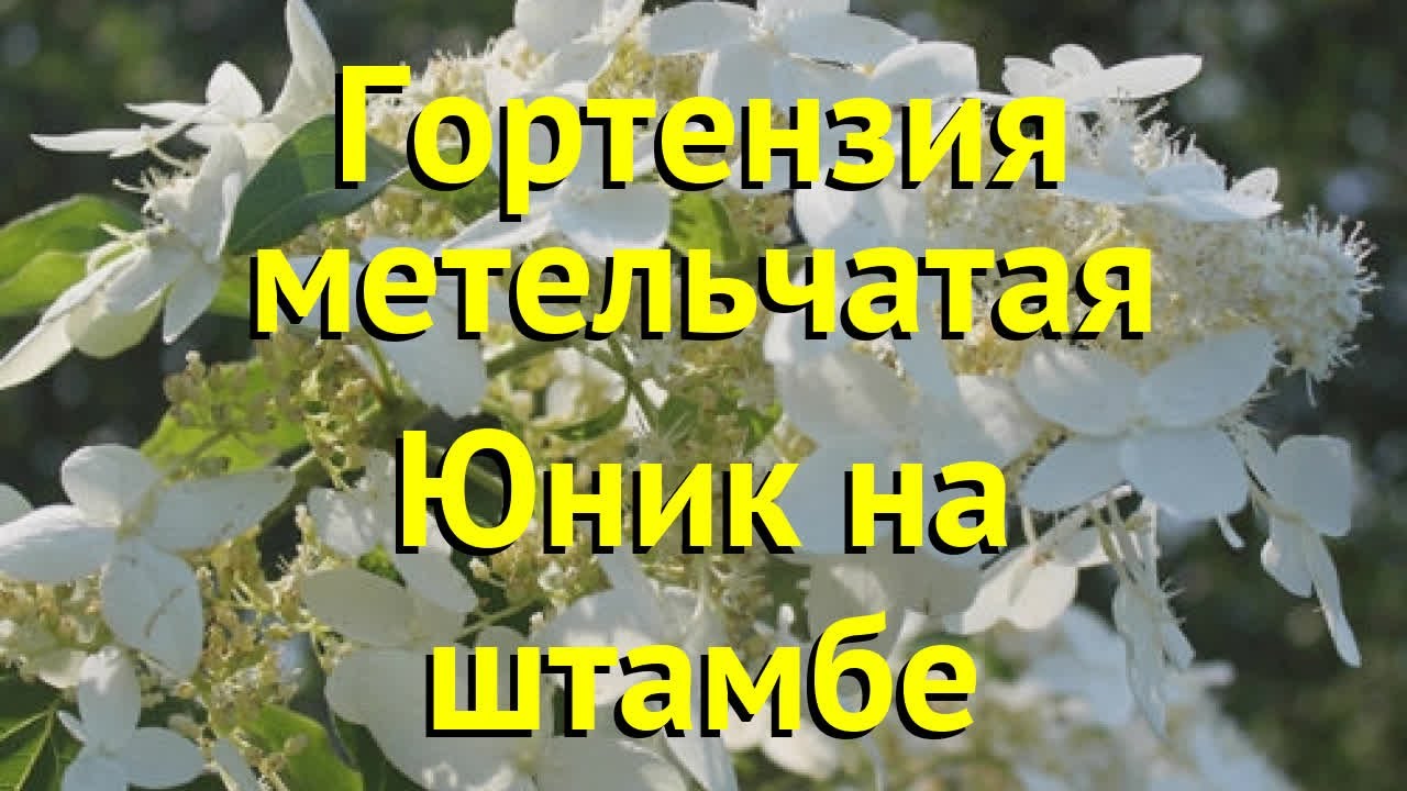 Гортензия метельчатая юник