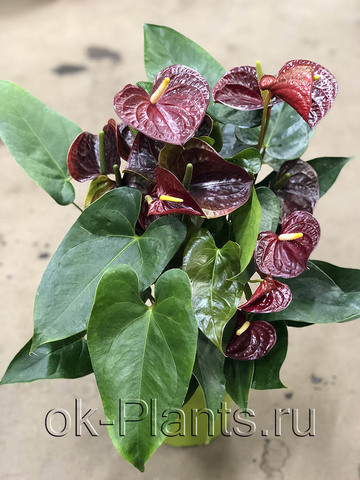 Flor de flamenco rosa - Anthurium andraeanum 'Colorado Pink ...