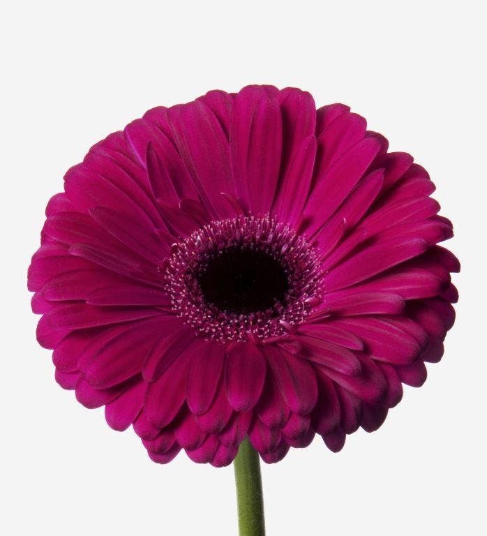 Hot Lips Gerbera Daisy | Pink Gerbera Daisy | Certified B ...